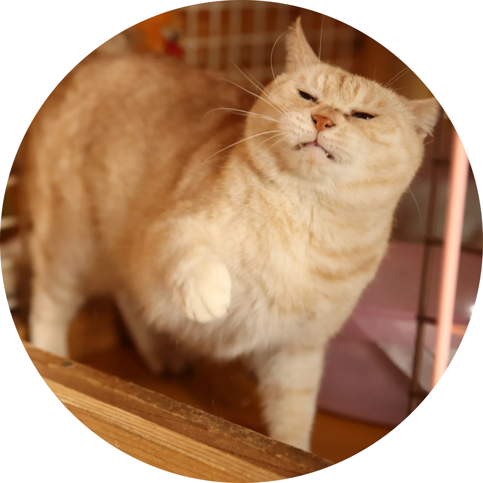 猫の写真